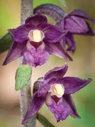 Attēlu rezultāti vaicājumam “Epipactis atrorubens fruit”