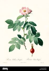 Attēlu rezultāti vaicājumam “Rosa villosa”