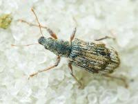 Attēlu rezultāti vaicājumam “Polydrusus tereticollis”