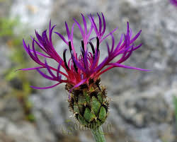 Attēlu rezultāti vaicājumam “Centaurea scabiosa fruit”