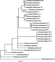 Attēlu rezultāti vaicājumam “Antrodia pulvinascens”