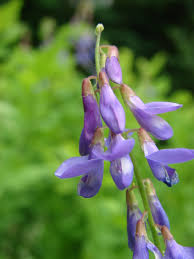 Attēlu rezultāti vaicājumam “Galega orientalis flower”
