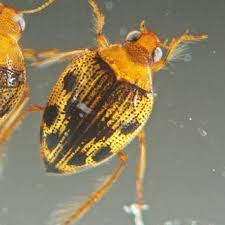 Attēlu rezultāti vaicājumam “Lemanea fluviatilis”