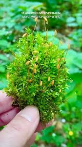 Attēlu rezultāti vaicājumam “Plagiomnium medium”