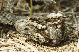 Attēlu rezultāti vaicājumam “Caprimulgus europaeus adult”