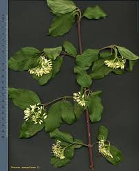 Attēlu rezultāti vaicājumam “Cornus sanguinea”