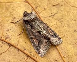 Attēlu rezultāti vaicājumam “Allophyes oxyacanthae”