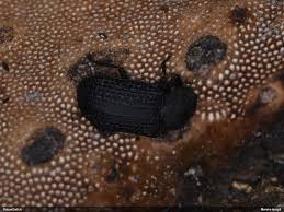 Attēlu rezultāti vaicājumam “Bolitophagus reticulatus imago”