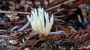 Attēlu rezultāti vaicājumam “Tremellodendropsis tuberosa”