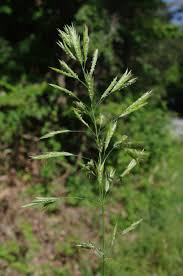 Attēlu rezultāti vaicājumam “Bromopsis inermis leaf”