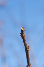 Attēlu rezultāti vaicājumam “Crataegus laevigata bud”