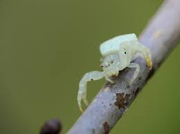 Attēlu rezultāti vaicājumam “Thomisidae”