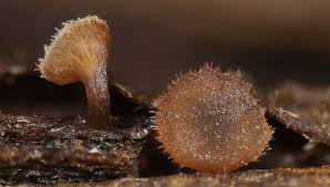 Attēlu rezultāti vaicājumam “Mollisia amenticola”