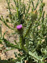 Image result for Onopordum acanthium