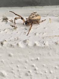 Attēlu rezultāti vaicājumam “Larinioides cornutus”