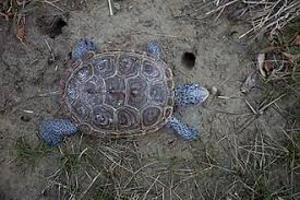 Image result for Malaclemys terrapin