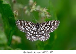 Attēlu rezultāti vaicājumam “Chiasmia clathrata”