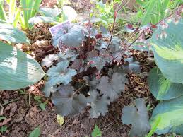 Image result for HEUCHERA americana 'Palace Purple Auslese'