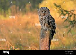 Attēlu rezultāti vaicājumam “Strix uralensis adult”
