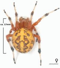 Attēlu rezultāti vaicājumam “Araneus marmoreus”