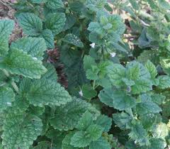 Image result for Melissa officinalis