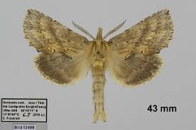 Attēlu rezultāti vaicājumam “Pterostoma palpina”