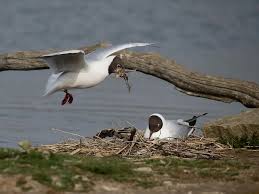 Attēlu rezultāti vaicājumam “Larus ridibundus eggs”