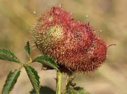 Attēlu rezultāti vaicājumam “Diplolepis bicolor”