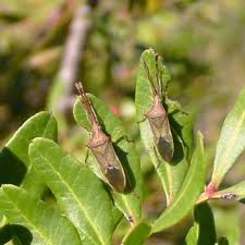 Attēlu rezultāti vaicājumam “Pinthaeus sanguinipes imago”