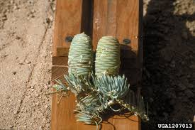 Attēlu rezultāti vaicājumam “Abies concolor”