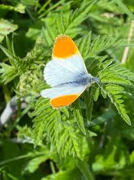 Attēlu rezultāti vaicājumam “Anthocharis cardamines male”
