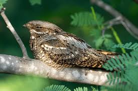 Attēlu rezultāti vaicājumam “Caprimulgus europaeus”