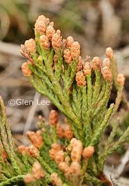 Attēlu rezultāti vaicājumam “Juniperus communis male flower”