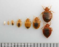 Image result for bed bugs