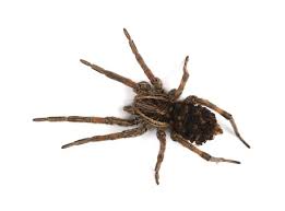 Image result for spider