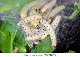 Attēlu rezultāti vaicājumam “Yponomeuta evonymella larva”