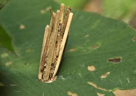 Attēlu rezultāti vaicājumam “Psyche casta larva”