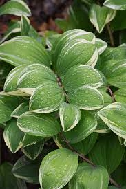 Attēlu rezultāti vaicājumam “Polygonatum odoratum leaf”