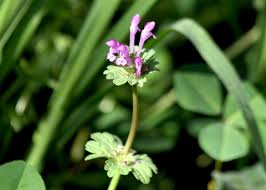 Attēlu rezultāti vaicājumam “Lamium amplexicaule leaf”