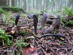 Attēlu rezultāti vaicājumam “Cordyceps ophioglossoides”