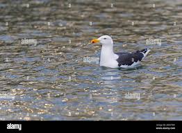 Attēlu rezultāti vaicājumam “Larus marinus adult”