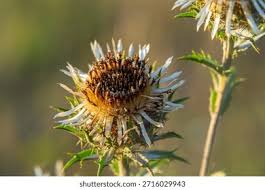 Attēlu rezultāti vaicājumam “Carlina biebersteinii fruit”