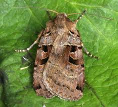 Attēlu rezultāti vaicājumam “Xestia triangulum”