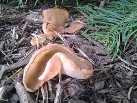 Attēlu rezultāti vaicājumam “Peziza repanda”