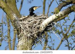 Attēlu rezultāti vaicājumam “Phalacrocorax carbo adult”
