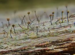 Attēlu rezultāti vaicājumam “Chaenotheca brunneola”