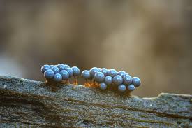 Attēlu rezultāti vaicājumam “Cribraria languescens”