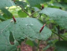Attēlu rezultāti vaicājumam “Eriophyes tiliae”