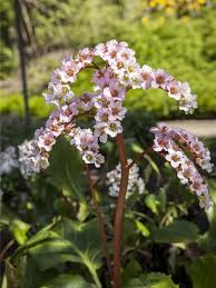 Image result for Bergenie