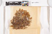 Attēlu rezultāti vaicājumam “Pseudocalliergon turgescens”